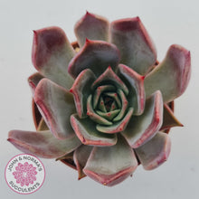 Load image into Gallery viewer, Echeveria Red Madiba
