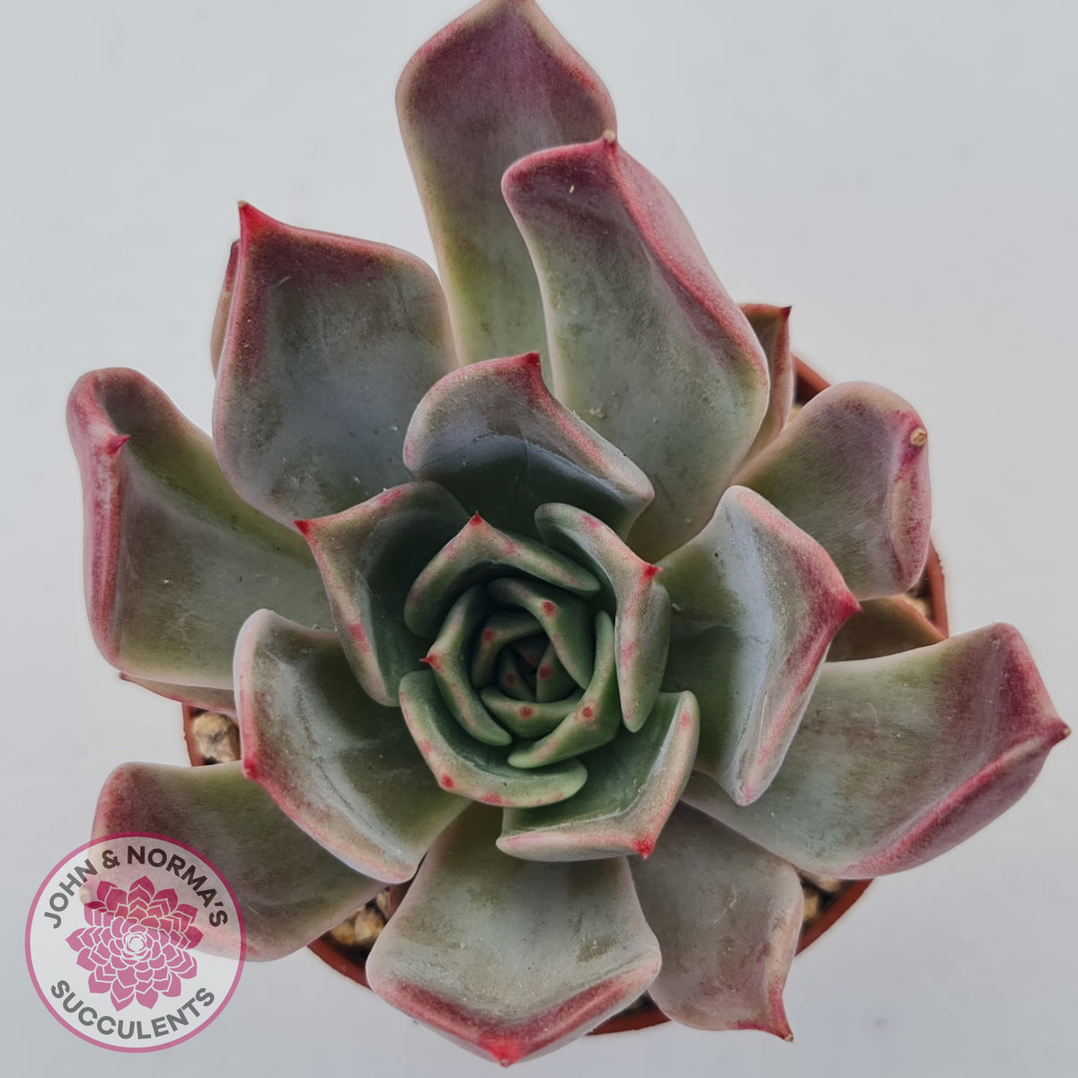 Echeveria Red Madiba