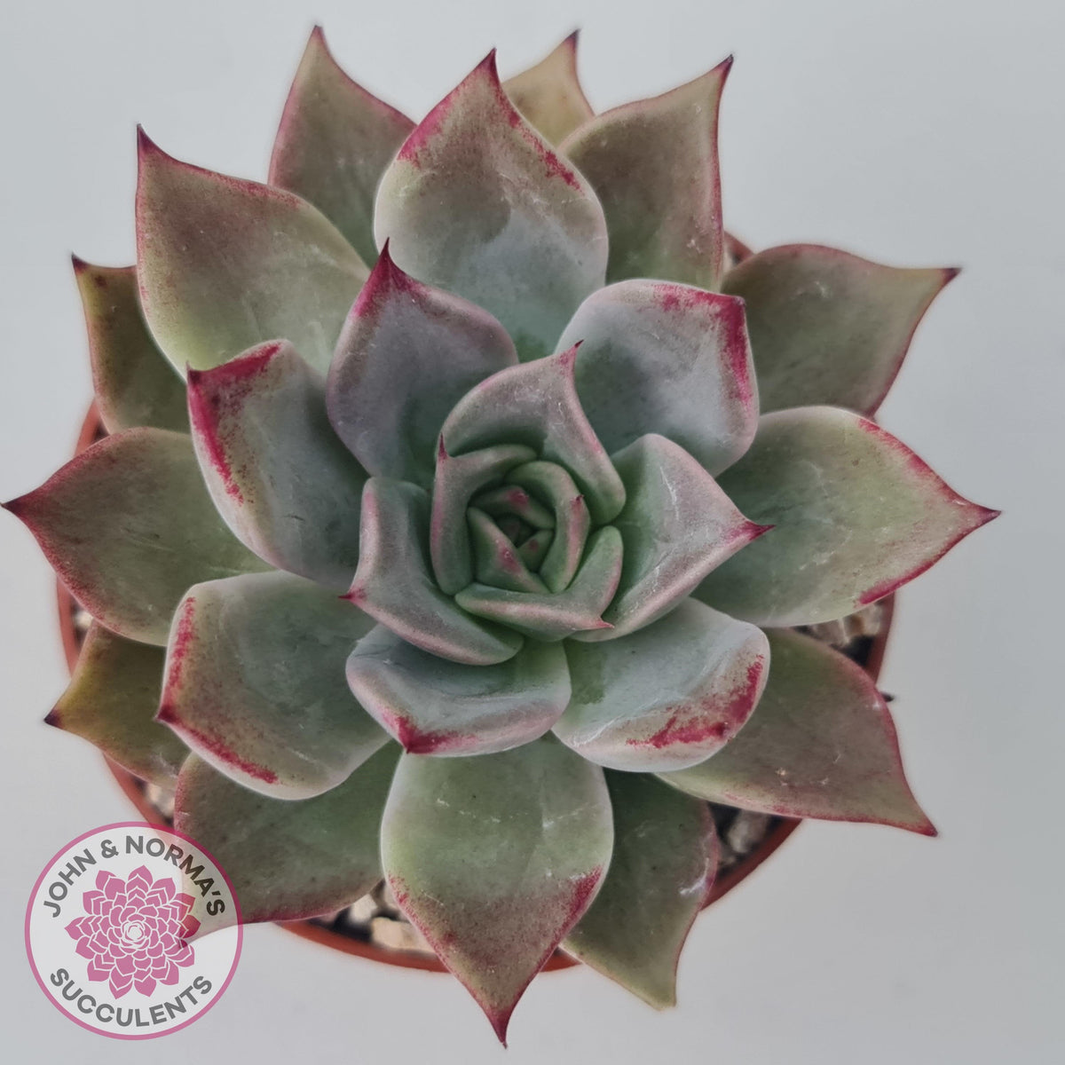 Echeveria Red Madiba