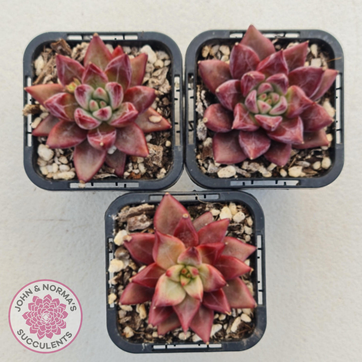 Echeveria Red Psyche