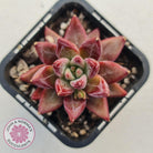 Echeveria Red Psyche