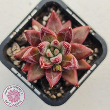 Load image into Gallery viewer, Echeveria Red Psyche - John &amp; Norma&#39;s Succulents
