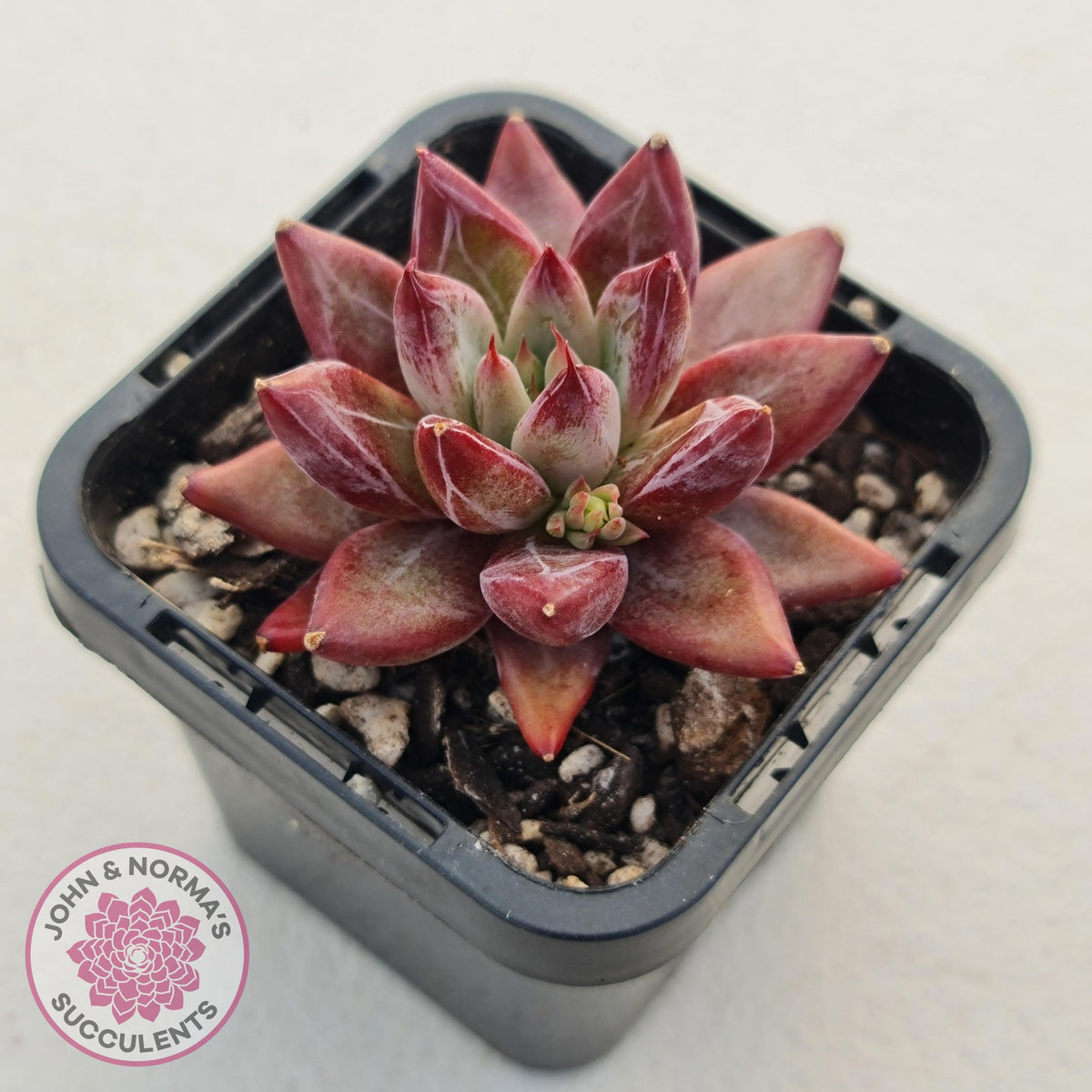 Echeveria Red Psyche