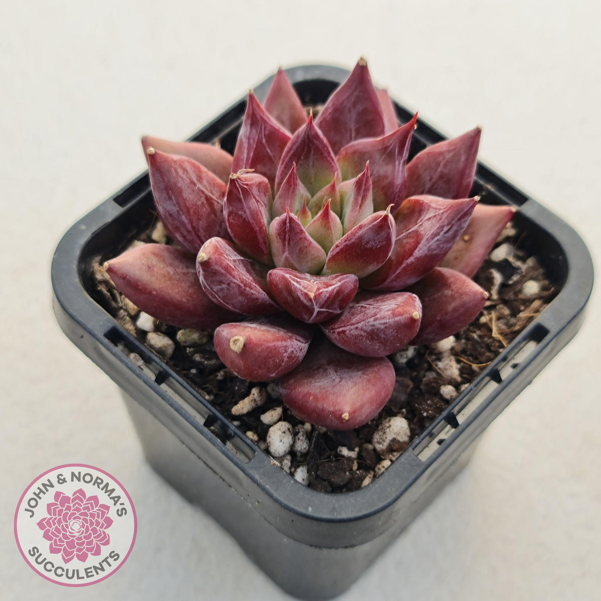 Echeveria Red Psyche