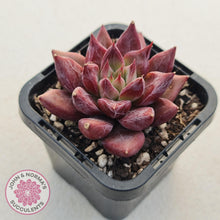 Load image into Gallery viewer, Echeveria Red Psyche - John &amp; Norma&#39;s Succulents
