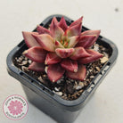 Echeveria Red Psyche