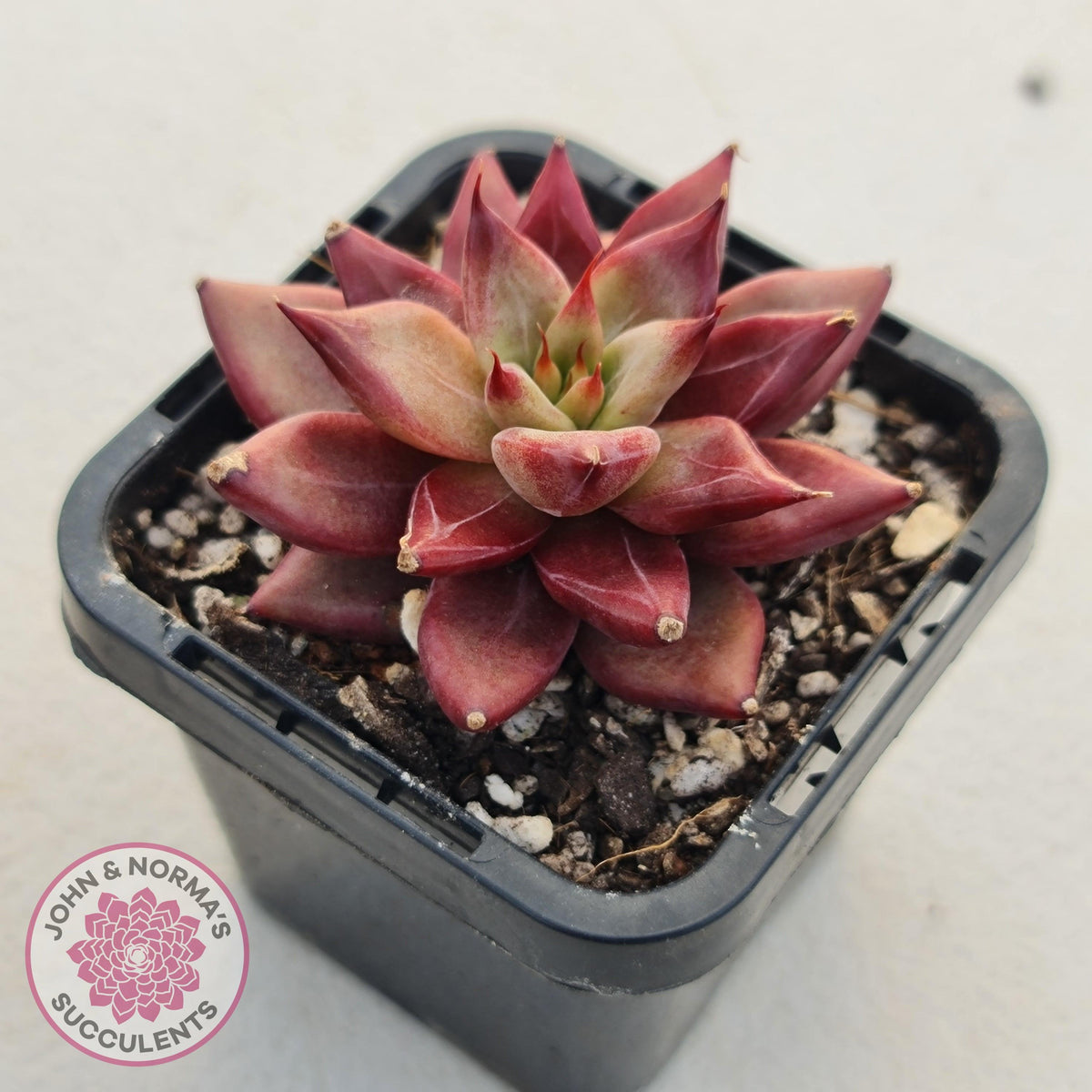 Echeveria Red Psyche