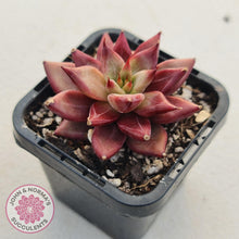 Load image into Gallery viewer, Echeveria Red Psyche - John &amp; Norma&#39;s Succulents
