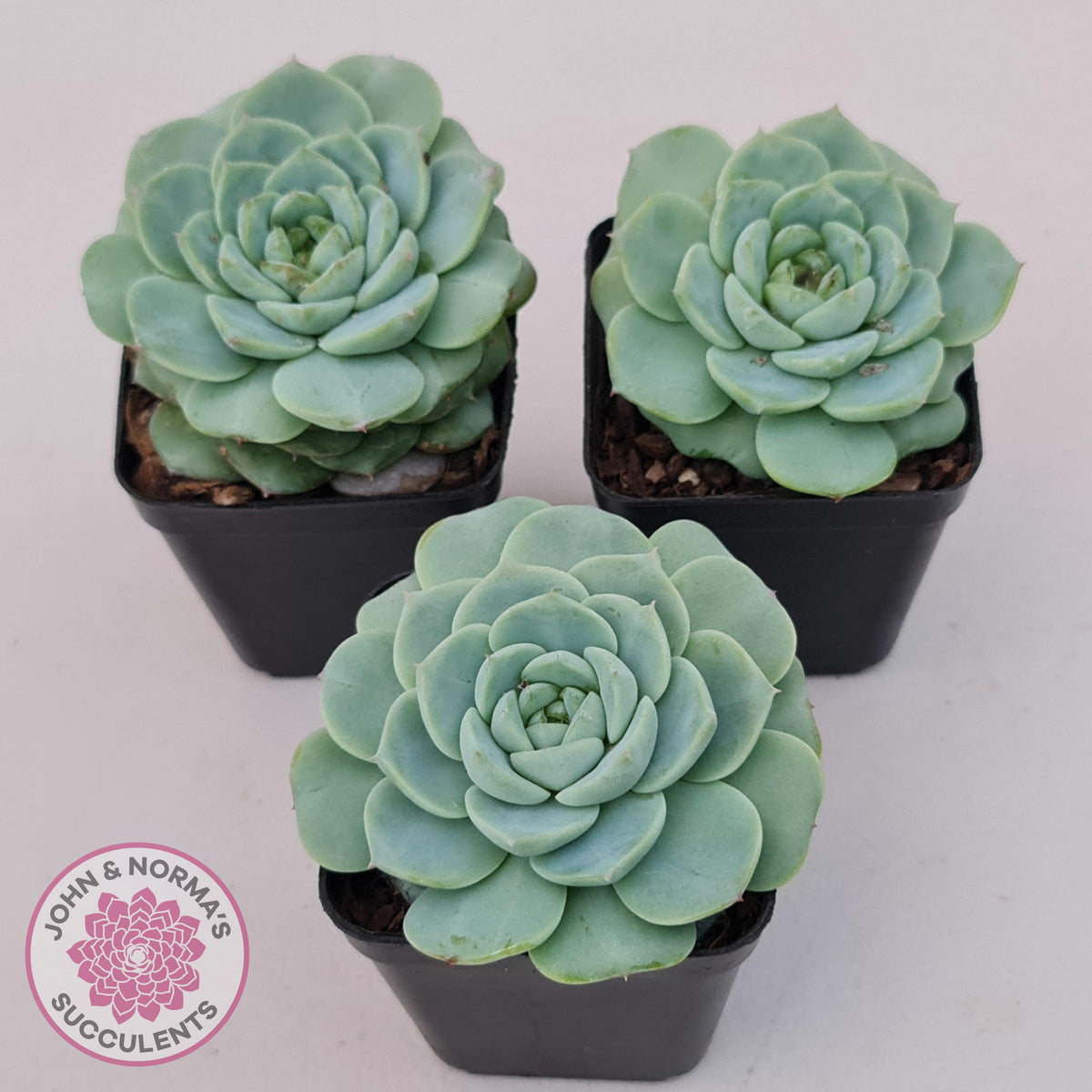 Echeveria 'Red Velvet'