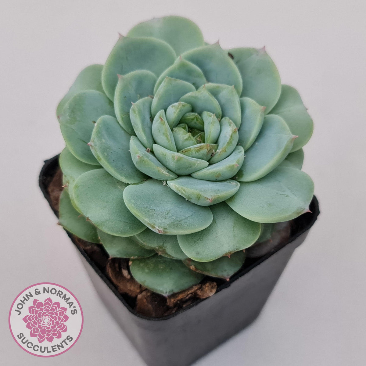 Echeveria 'Red Velvet'