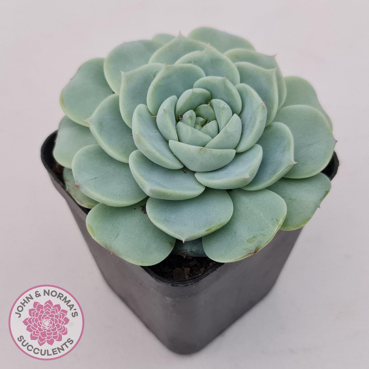 Echeveria 'Red Velvet'