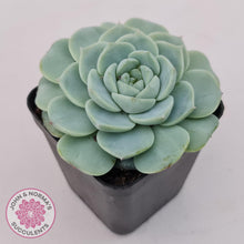 Load image into Gallery viewer, Echeveria &#39;Red Velvet&#39; - John &amp; Norma&#39;s Succulents Australia
