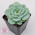 Echeveria 'Red Velvet'
