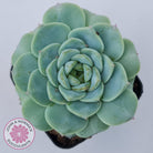 Echeveria 'Red Velvet'
