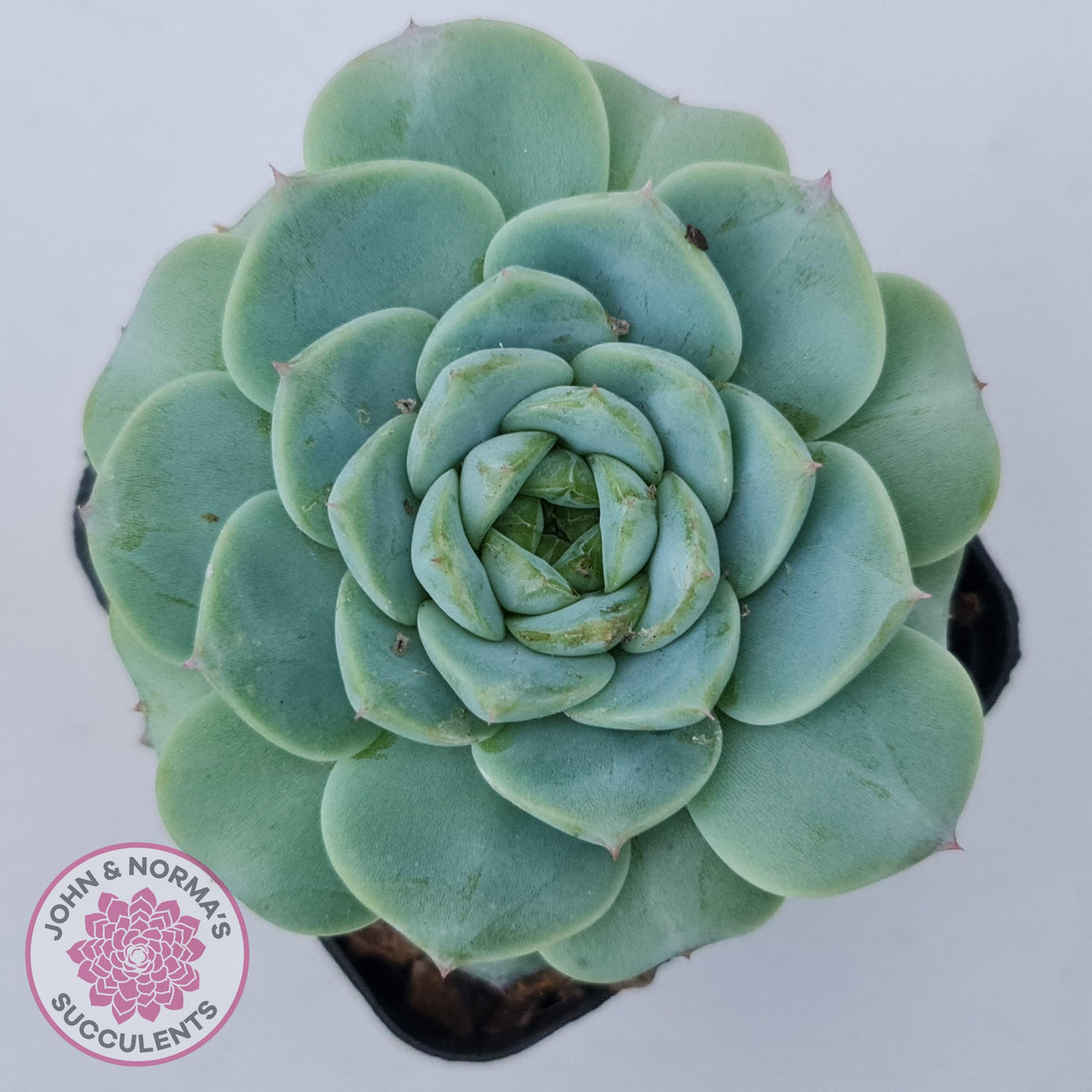 Echeveria 'Red Velvet'