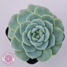 Echeveria 'Red Velvet'