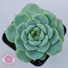 Load image into Gallery viewer, Echeveria &#39;Red Velvet&#39; - John &amp; Norma&#39;s Succulents Australia
