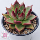 Echeveria 'Romeo Rubin' Hybrid