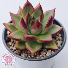 Load image into Gallery viewer, Echeveria &#39;Romeo Rubin&#39; Hybrid - John &amp; Norma&#39;s Succulents Australia
