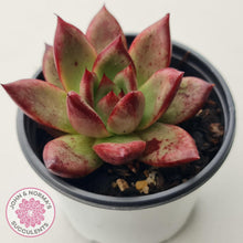 Load image into Gallery viewer, Echeveria &#39;Romeo Rubin&#39; Hybrid - John &amp; Norma&#39;s Succulents Australia
