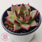Echeveria 'Romeo Rubin' Hybrid
