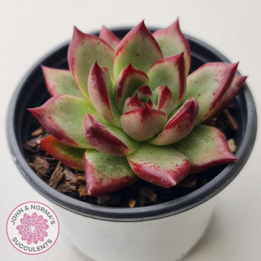 Echeveria 'Romeo Rubin' Hybrid - John & Norma's Succulents Australia