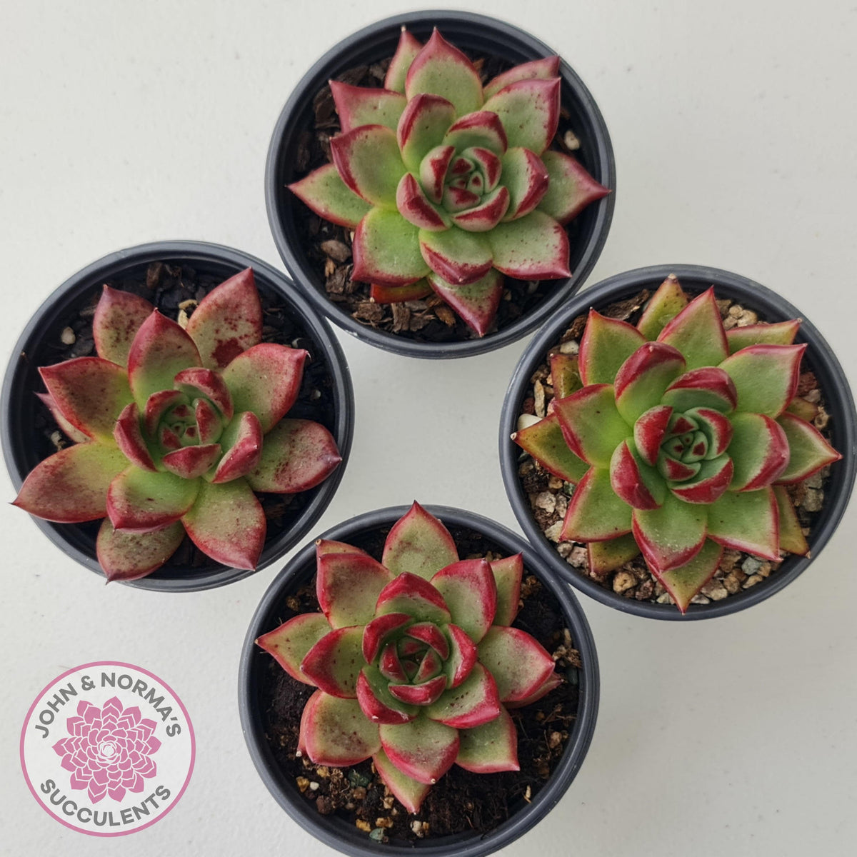 Echeveria 'Romeo Rubin' Hybrid