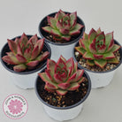 Echeveria 'Romeo Rubin' Hybrid