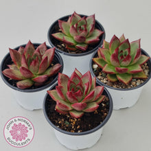 Load image into Gallery viewer, Echeveria &#39;Romeo Rubin&#39; Hybrid - John &amp; Norma&#39;s Succulents Australia
