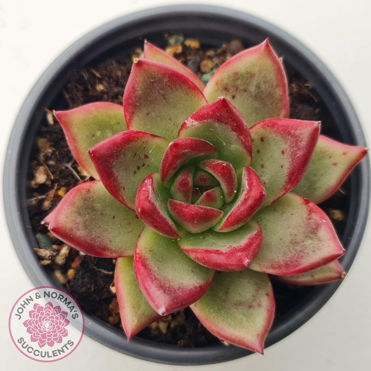 Echeveria 'Romeo Rubin' Hybrid