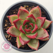 Load image into Gallery viewer, Echeveria &#39;Romeo Rubin&#39; Hybrid - John &amp; Norma&#39;s Succulents Australia
