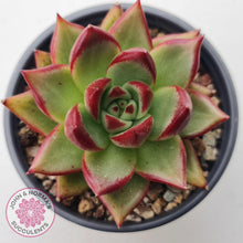 Load image into Gallery viewer, Echeveria &#39;Romeo Rubin&#39; Hybrid - John &amp; Norma&#39;s Succulents Australia
