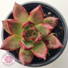 Echeveria 'Romeo Rubin' Hybrid