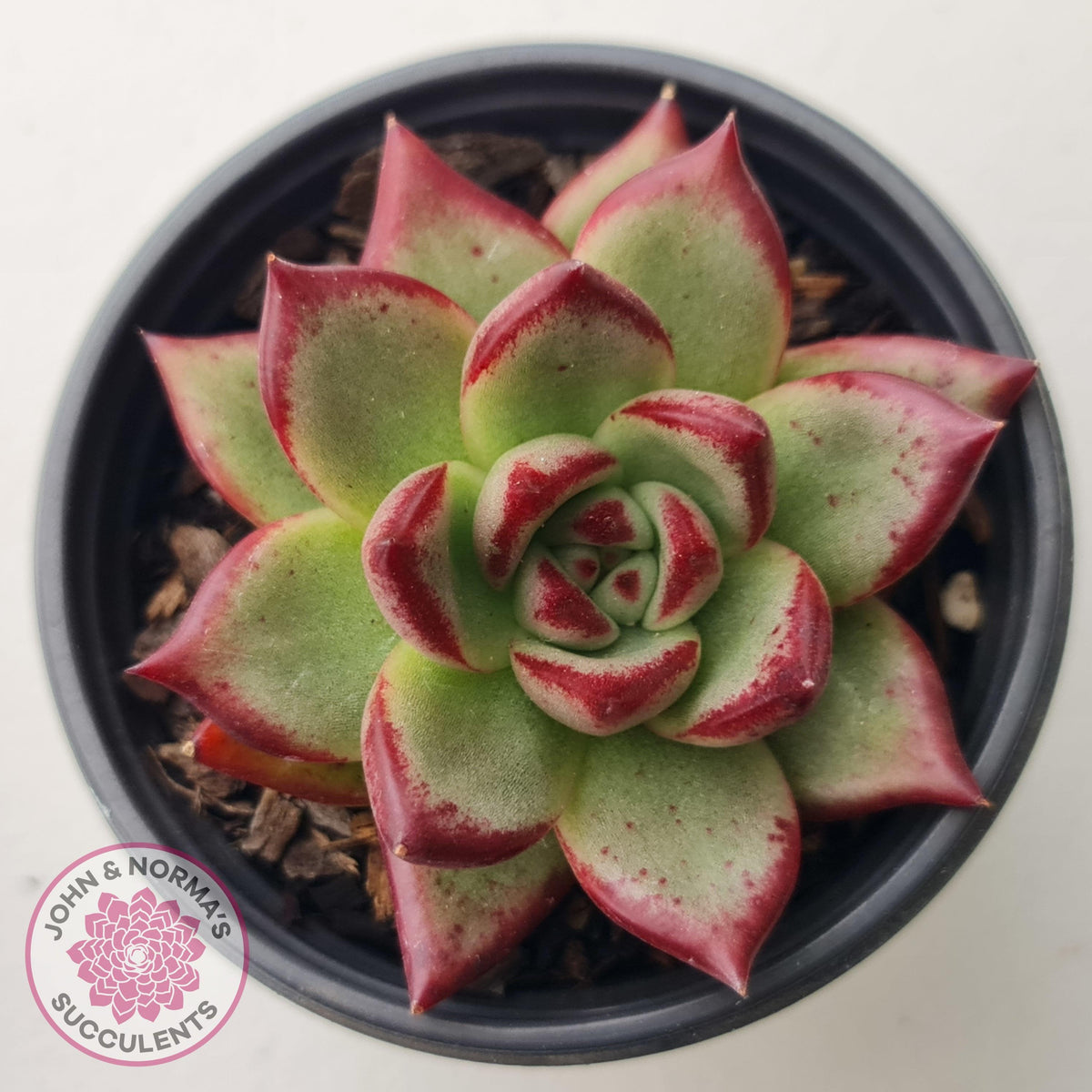 Echeveria 'Romeo Rubin' Hybrid