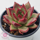 Echeveria 'Romeo Rubin' Hybrid