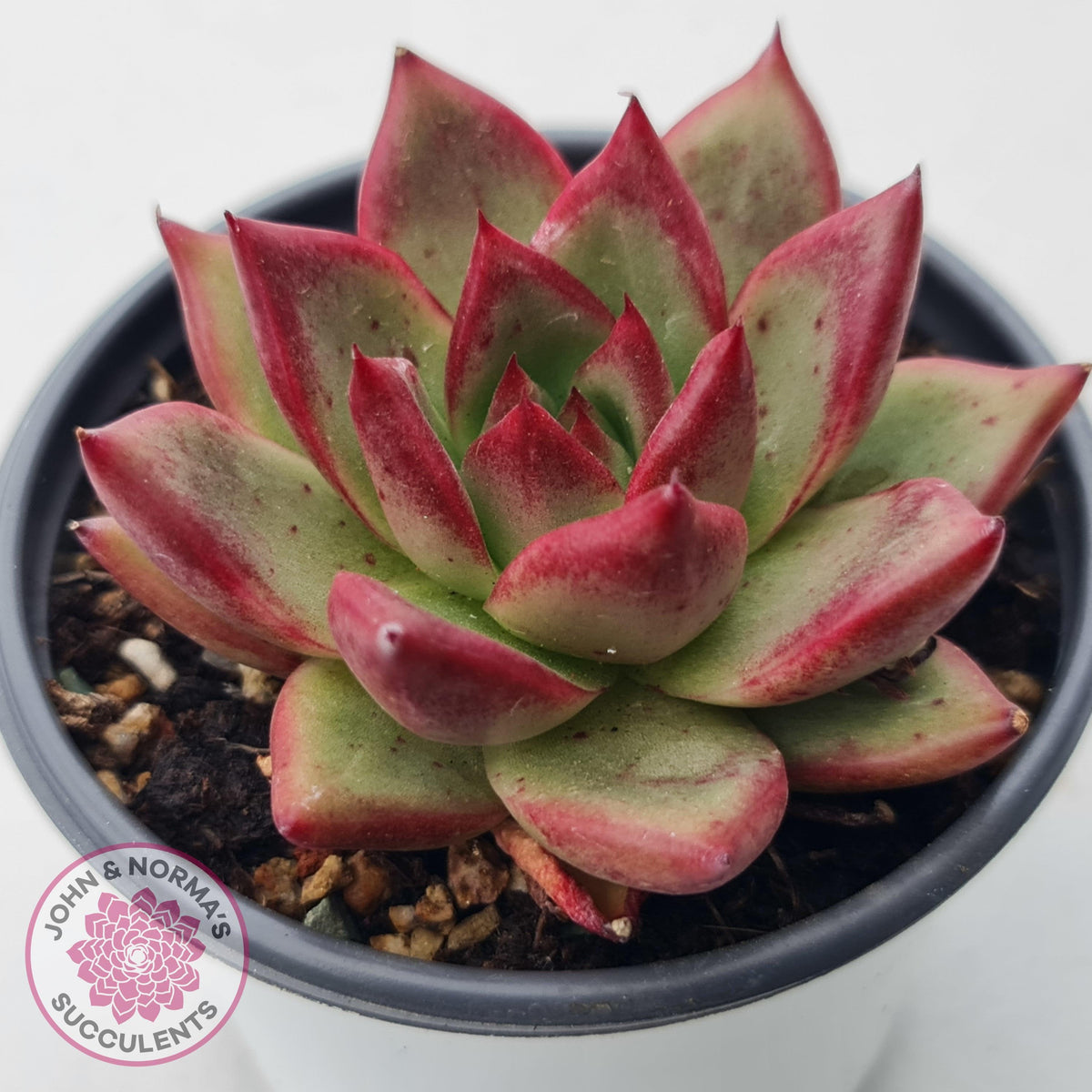 Echeveria 'Romeo Rubin' Hybrid