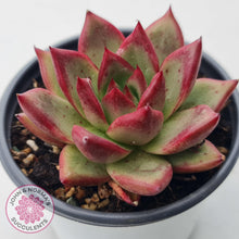 Load image into Gallery viewer, Echeveria &#39;Romeo Rubin&#39; Hybrid - John &amp; Norma&#39;s Succulents Australia
