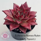 Echeveria Red Madiba