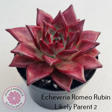 Load image into Gallery viewer, Echeveria Red Madiba - John &amp; Norma&#39;s Succulents
