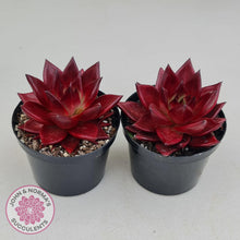 Load image into Gallery viewer, Echeveria Agavoides Romeo Rubin - Large - John &amp; Norma&#39;s Succulents
