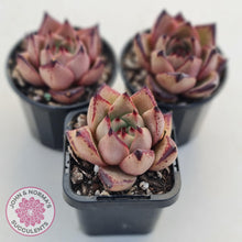 Load image into Gallery viewer, Echeveria Agavoides Romeo - John &amp; Norma&#39;s Succulents
