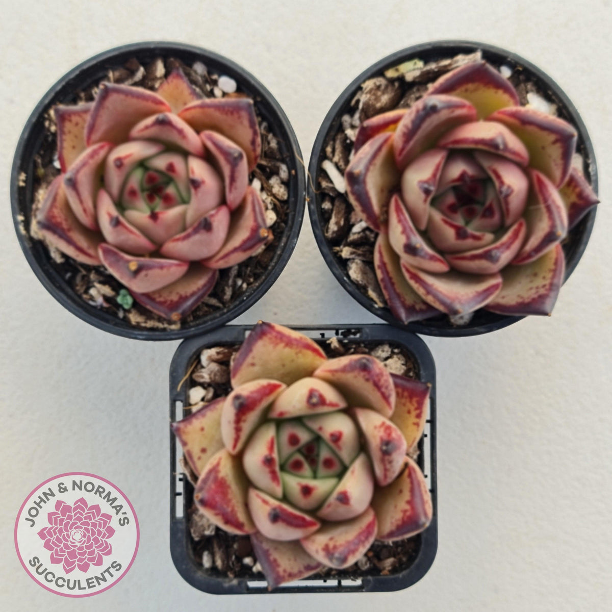 Echeveria Agavoides Romeo