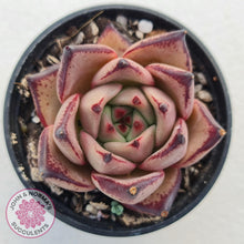 Load image into Gallery viewer, Echeveria Agavoides Romeo - John &amp; Norma&#39;s Succulents
