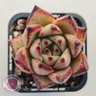Echeveria Agavoides Romeo