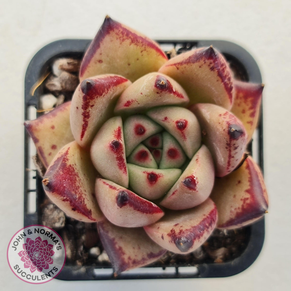 Echeveria Agavoides Romeo