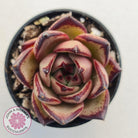 Echeveria Agavoides Romeo