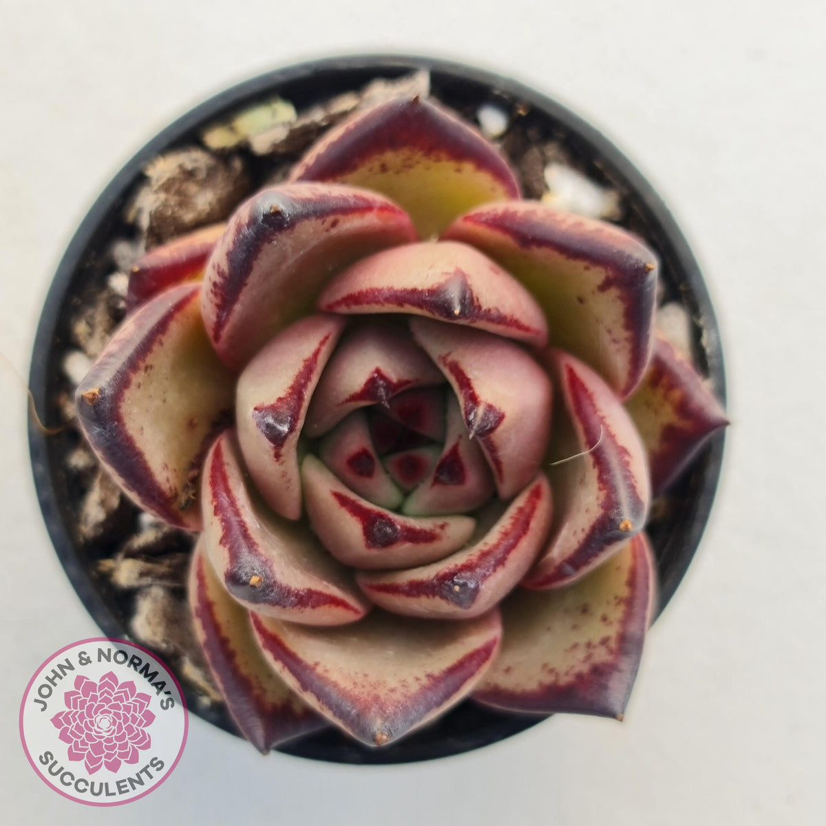 Echeveria Agavoides Romeo