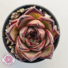 Load image into Gallery viewer, Echeveria Agavoides Romeo - John &amp; Norma&#39;s Succulents
