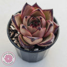 Echeveria Agavoides Romeo