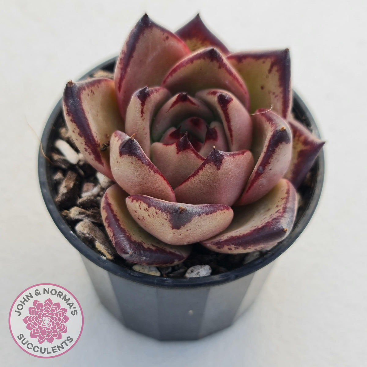 Echeveria Agavoides Romeo